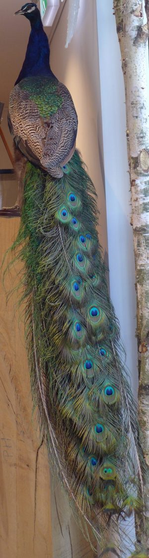 Opgezette pauw met lange staart vol blauwgroene ogen