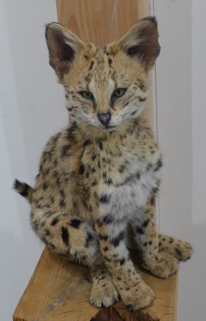 Jonge serval kat, opgezet dier