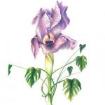Iris en Monstera, potlood op papier, 20 x 24 cm