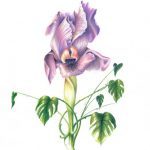 Iris en Monstera, potlood op papier, 20 x 24 cm